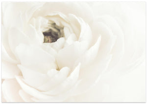 White Flower 02