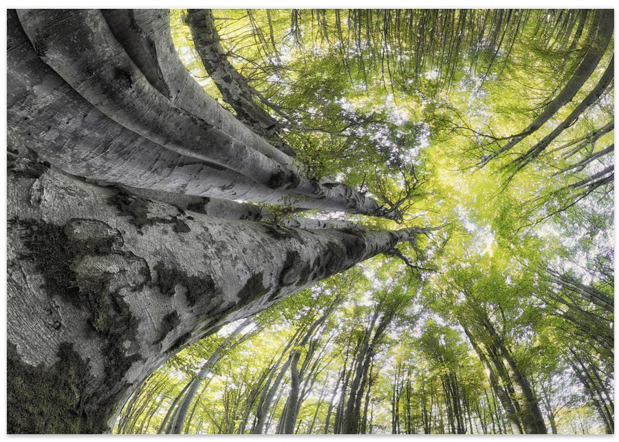 Bug's eye view