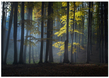 Tåkete mørk skog