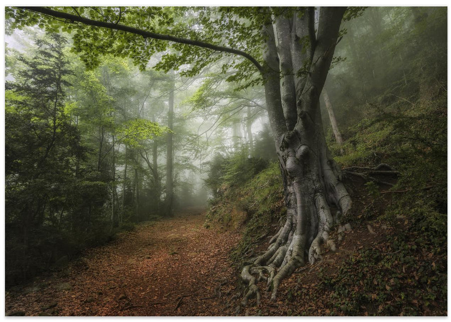 Into the forest