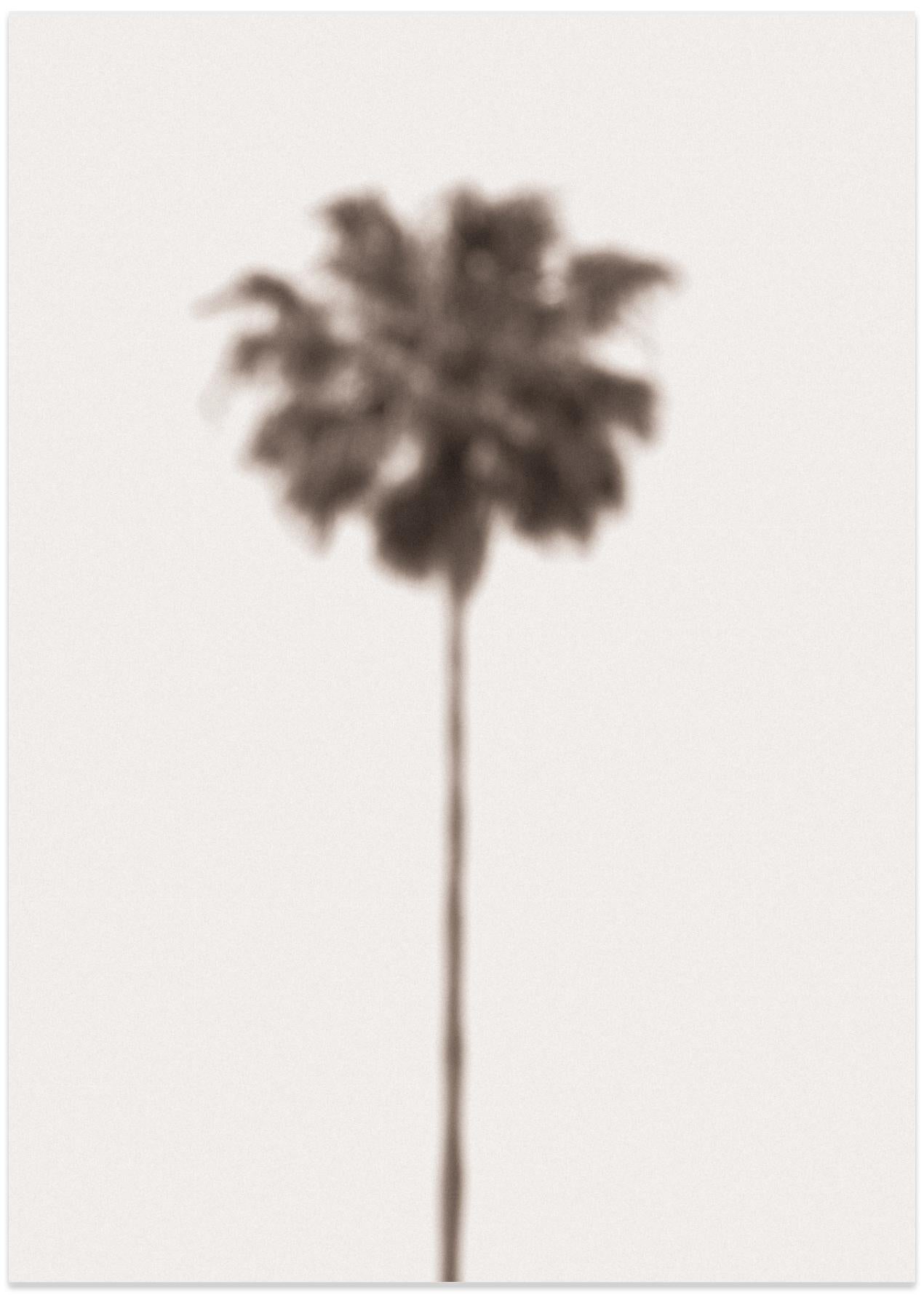 Palm Blury