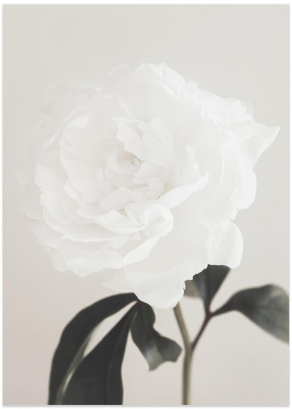 Peony 03