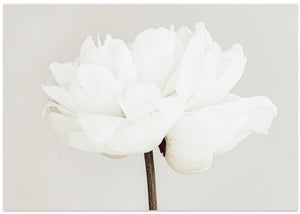 Peony 11