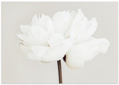 Peony 11