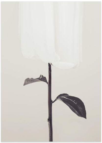 Peony 18