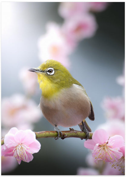 Japanese White-eye Blossoms