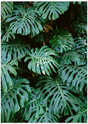 Monstera wall in Lisbon
