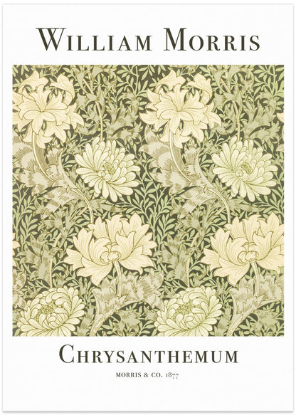 Chrysanthemum