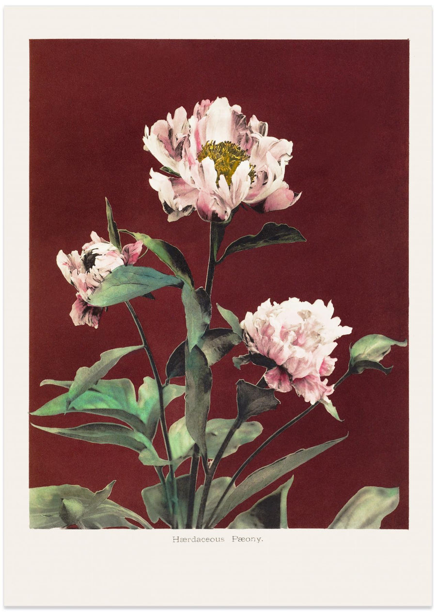 Hærdaceous Peony no2