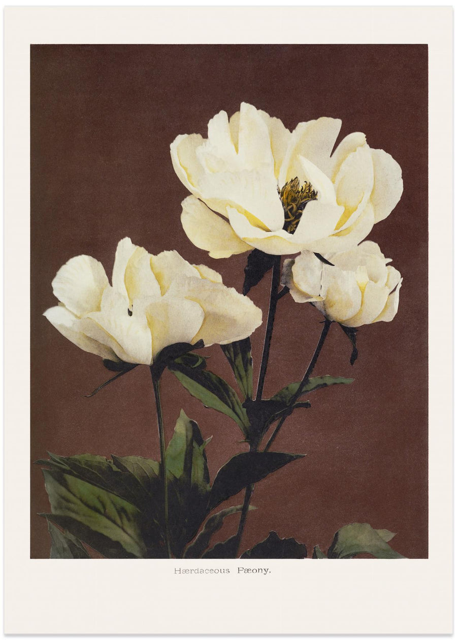 Hærdaceous Peony