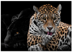 Mr and Mrs Jaguar - Panthera Onca