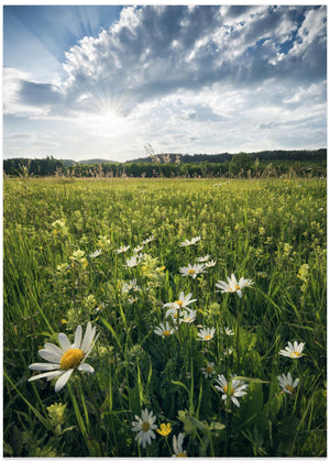 Flowering Meadow