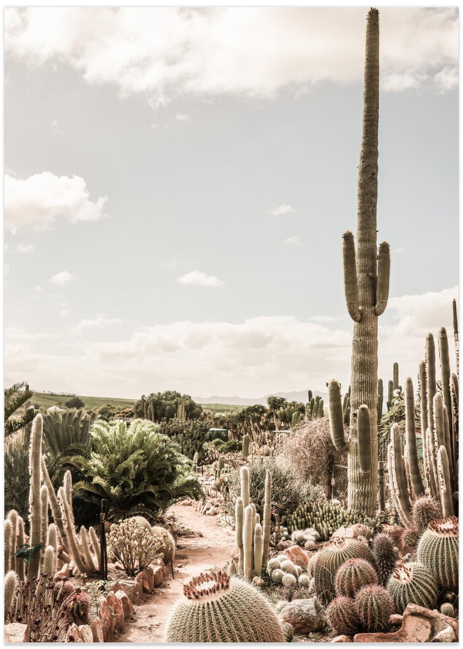 Cactus Farm
