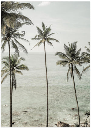 Tropical Dreams
