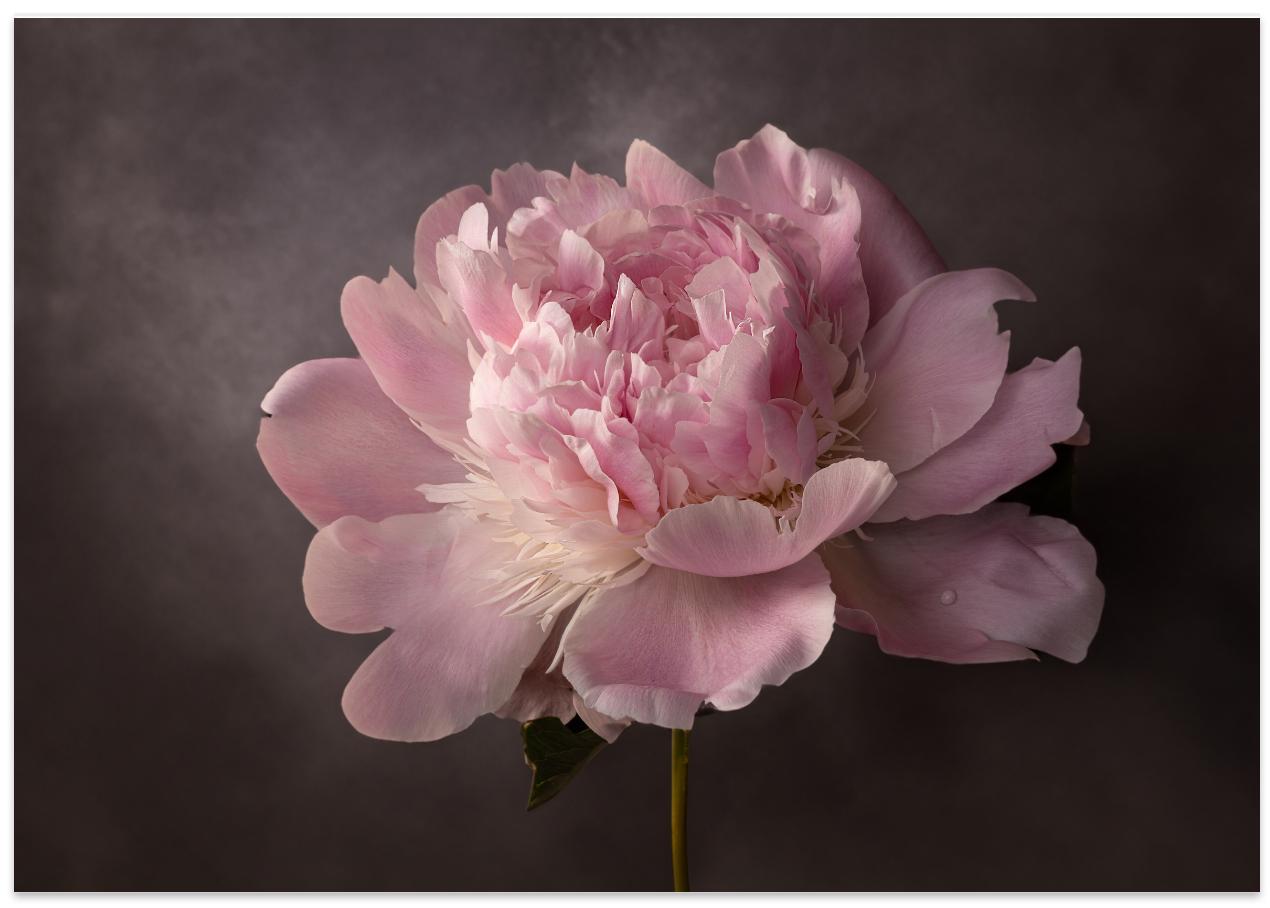 Peony