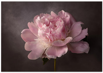 Peony