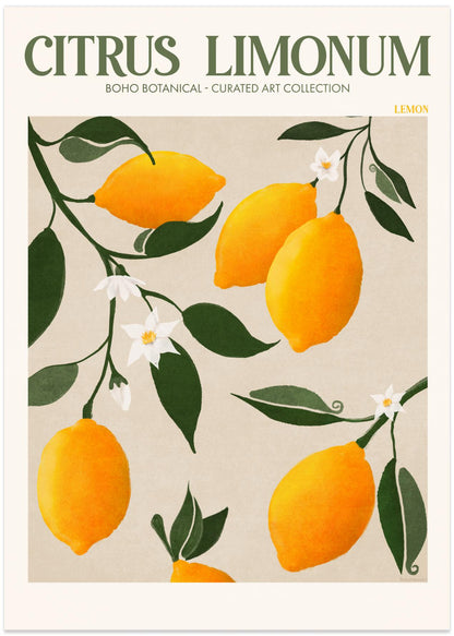 Citrus Limonum - Lemon