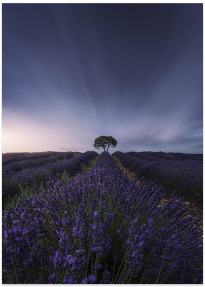 The tree and the lavender