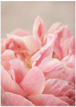 Peony 4