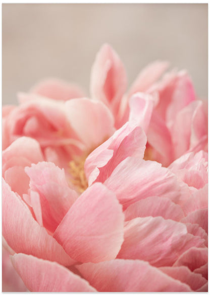 Peony 4