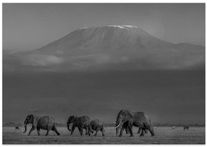 Amboseli Elephants and Mt Kilimanjaro