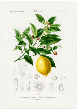 Lemon (citrus Limonium)