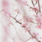 Cherry Blossom No.1