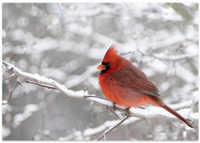 Northern Cardinal in Snow