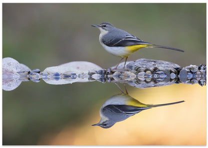Grey wagtail