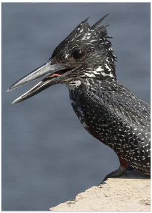 Giant Kingfisher