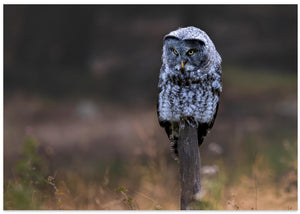 Great Grey Owl