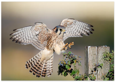 American kestrel