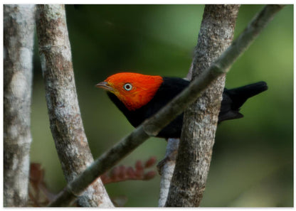 Red capped Manakin