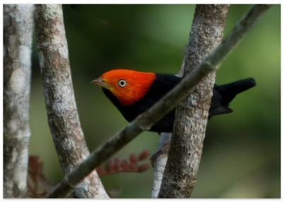 Red capped Manakin