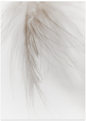 White Feather