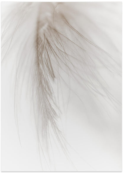 White Feather