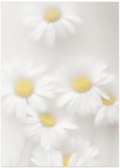Daisies
