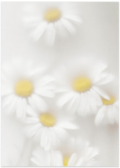 Daisies