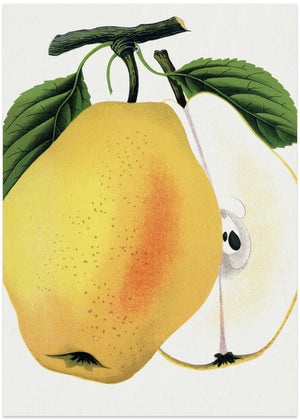 Kiefer's Hybrid Pear Lithograph