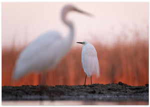 Great white egret in the morning sun