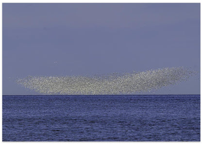 Murmuration of Gagglers
