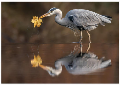 Grey heron saying goodbye to autumn