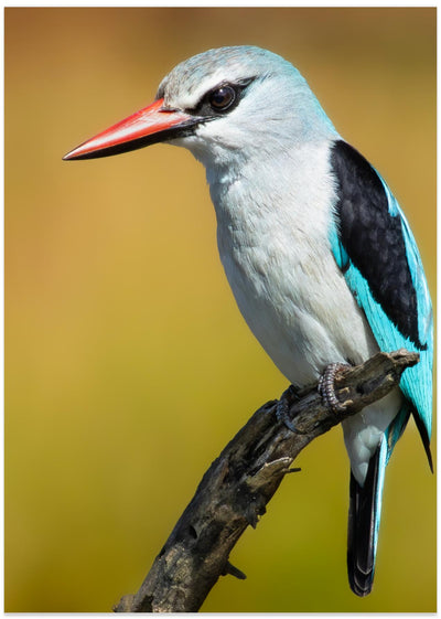 Woodland Kingfisher.