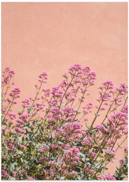 Sommerblomster