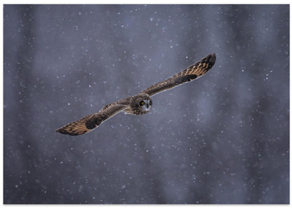 Short-eared Owl