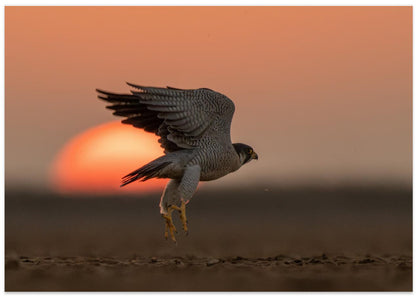 Taking off into the sunset