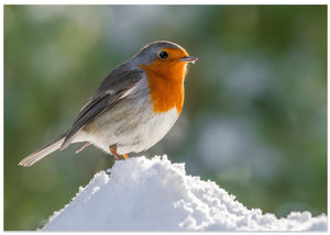 Robin.