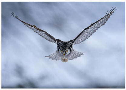 Northern HAWK Owl
