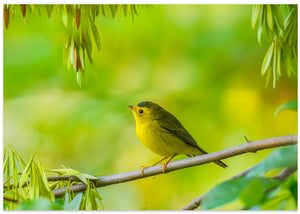 Wilson's Warbler