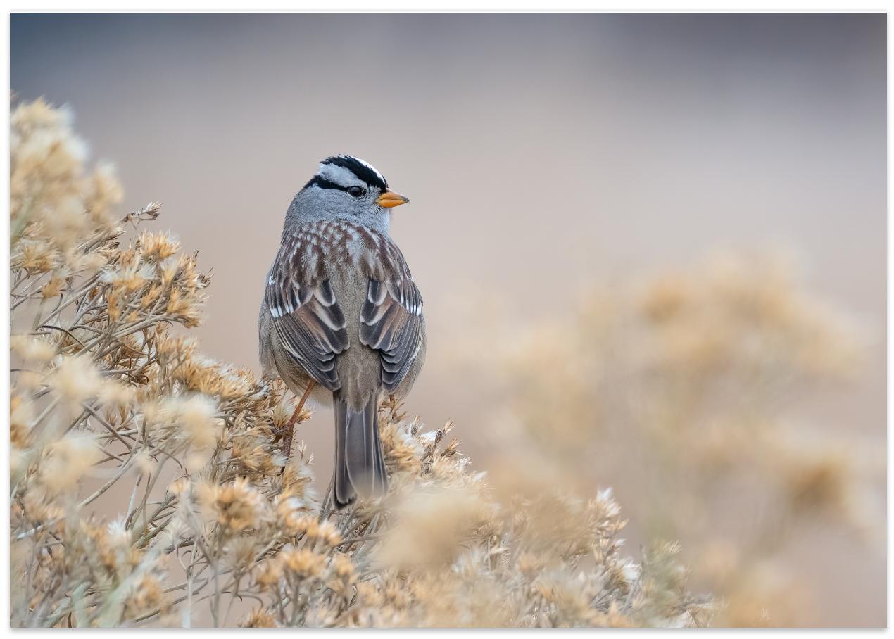White-crowned sparrow